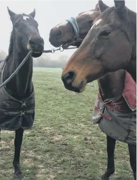  ?? ?? Racehorse Jack says ‘goodbye’ to his friends
