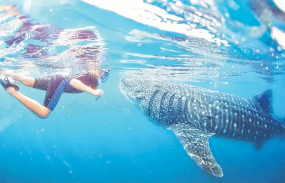  ?? SUBMITTED ?? Baja Charters takes groups out to swim with whale sharks, the largest fish on the planet, in the Sea of Cortez.