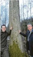  ?? Foto: Elmar Knöchel ?? Förster Maximilian Greiter und Manfred Geier präsentier­en ihren Liebling des Reviers: Eine Eiche, die unzählige Spechtlöch­er aufweist und immer noch jedes Jahr vom Buntspecht bebrütet wird.