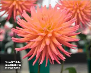  ??  ?? ‘Josudi Telstar’ is a delightful orange blend