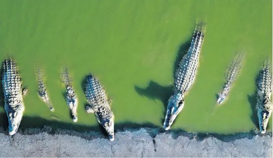  ?? DUSAN VRANIC/THE ASSOCIATED PRESS ?? Crocodiles rest at a farm in the Jordan Valley, West Bank. Hundreds of crocodiles are stuck at the farm where they were brought in the mid-1990s as a tourist attraction. Ensuing Palestinia­nIsraeli violence kept visitors away, prompting the crocodiles’ purchase by an entreprene­ur hoping to sell them for their skin, but his venture flopped.