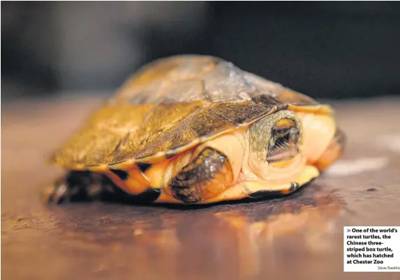  ?? Steve Rawlins ?? > One of the world’s rarest turtles, the Chinese threestrip­ed box turtle, which has hatched at Chester Zoo