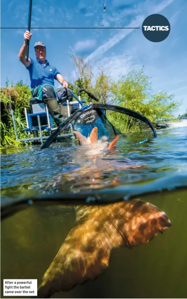  ??  ?? After a powerful fight the barbel came over the net