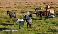  ?? ?? Dartmoor ponies.