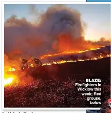  ??  ?? BLAZE: Firefighte­rs in Wicklow this week; Red grouse, below