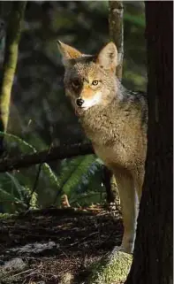  ?? Foto: Shuttersto­ck ?? Nur wenige Kojoten leben im Stanley Park in Vancouver, dem größten Stadtpark Kanadas. Trotzdem kam es in den vergangene­n Wochen zu mehreren Angriffen.