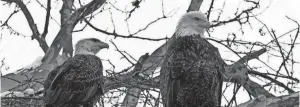  ?? BUSINESS WIRE ?? Nebraska authoritie­s arrested two Hondurans late last month for hunting and killing a bald eagle.