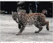  ??  ?? Luchs Juri wurde im März aus der Schweiz geholt