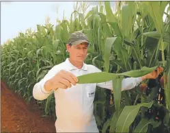  ??  ?? CULTIVOS. Brasil aumentó el área pero no creció aún en calidad.