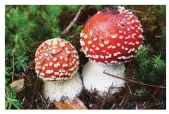  ??  ?? BELOW LEFT Autumnal mushrooms grow in Kielder Forest