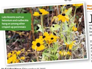  ??  ?? Late blooms such as helenium and rudbeckia hang on among other crisped-up perennials