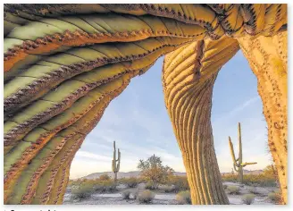  ?? Jack Dykinga ?? > Saguaro twist