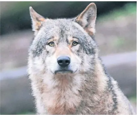  ?? FOTO: DPA ?? Vor allem auf der rechten Rheinseite im Kreis Wesel, aber auch auf der linken Rheinseite sind in den vergangene­n Jahren immer wieder Wölfe gesichtet worden (Symbolbild).