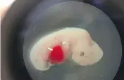  ?? SALK INSTITUTE ?? A four-week-old pig embryo with human stem cells.