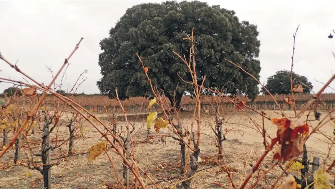  ?? Fotos: Lena Kuder ?? Steineiche­n, Rothühner und Reben: Auf 83 Hektar baut die Bodega Dehesa de Luna nahe Albacete Wein an.