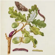  ?? Foto: Städel Museum ?? Maria Sibylla Merian: Eichenzwei­g mit Eulenfalte­r, Raupen und Puppen. Aquarell und Deckfarben auf Pergament, 1679.