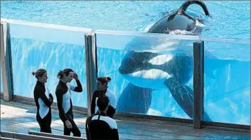  ?? PHELAN M. EBENHACK/AP 2011 ?? Some animal rights activists want SeaWorld’s theme parks to release their killer whales to seaside sanctuarie­s.