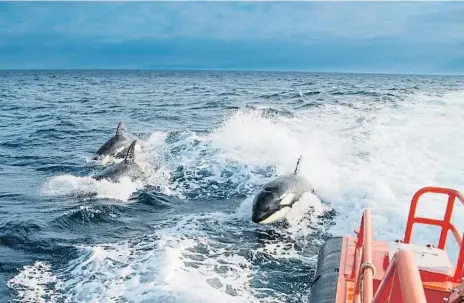  ?? ?? Captura del vídeo de Salvamento Marítimo de una de las embestidas a un barco el día 6 de abril cerca de Barbate