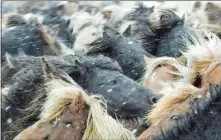  ?? COURTESY NINA CHUNG ?? Icelandic horses are herded in a storm for slaughter