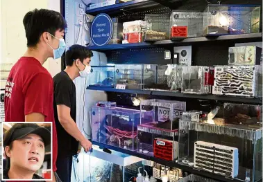  ?? — AFP ?? Insect love:
Visitors to the Just Ants pet shop looking at a display of formicariu­ms housing the insects. (Inset) Ye is looking to convince Singaporea­ns that ants are pets and not pests.