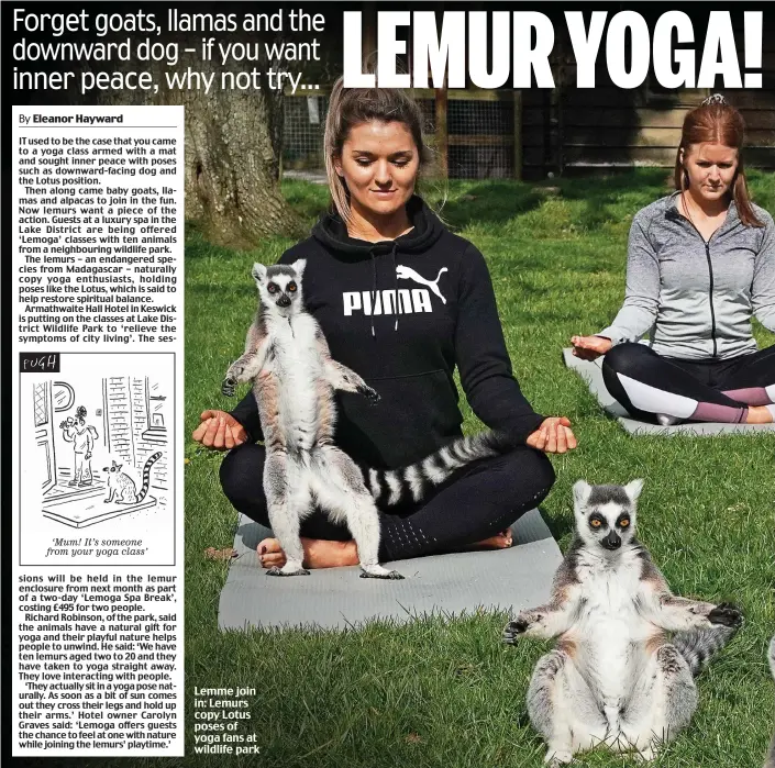  ??  ?? Lemme join in: Lemurs copy Lotus poses of yoga fans at wildlife park