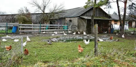  ?? Foto: Hieronymus Schneider ?? Diese seit Jahrzehnte­n geduldete Hühnerfarm steht nun dem Bebauungsp­lan „Otto-wanner-straße Nord“im Weg.