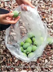  ??  ?? Pick every single feijoa off the ground.