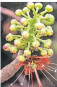  ?? ?? Die Greyia sutherland­ii entwickelt gerade ihre Blütenstän­de.