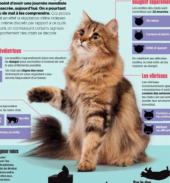 Divers exposer sur les chat 127569  Fonddecrankws