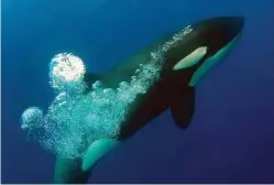  ??  ?? Rebecca used her GoPro ‘Orca Cam’ to capture video footage. “Killer whales can be very playful and inquisitiv­e around the boat, blowing bubbles and approachin­g belly up, leaving passengers in awe,” she says.
