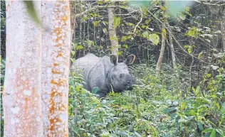  ??  ?? A one-horned rhino seeks something for breakfast in Chitwan National Park.