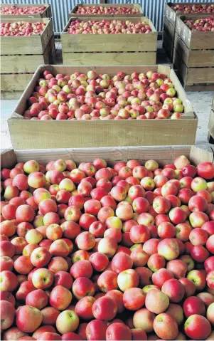  ?? PHOTO: GETTY IMAGES ?? Going down . . . the horticultu­re sector was down 4.3% in October, undermined by apple prices, which fell 15.2%. Pictured, Fuji apples from a Hawkes Bay orchard.