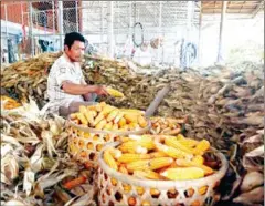  ?? YOUSOS APDOULRASH­IM ?? A farmer plucks ripe corn cobs in his house in Tbong Khmum province in 2020.