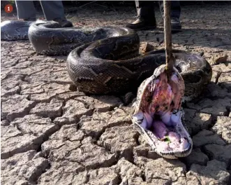  ??  ?? 1.
… sono attore di una singolare esperienza che resterà viva nello zaino dei ricordi: vengo attaccato da un enorme pitone, lungo più di quattro metri, che si scaglia verso di me soffiando e mostrando i denti a bocca spalancata…