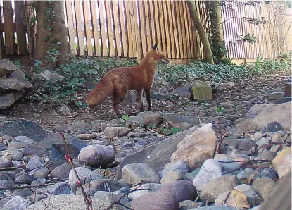  ?? ANN CAMERON SIEGAL ?? This fox was captured early one morning last summer in a yard in Alexandria, Virginia. Foxes are regular visitors in suburban neighborho­ods and often appear on trail cameras, which operate by motion sensor.