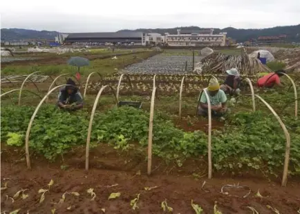  ?? SSB File photo ?? BIG HOPE FOR CITYHOOD – La Trinidad farmers work on their lettuce and strawberri­es with the Multi-Billion Benguet Agri-Pinoy Trading Center as back ground. With an improved business climate, the twon is eyeing to become the third city in the Cordillera...