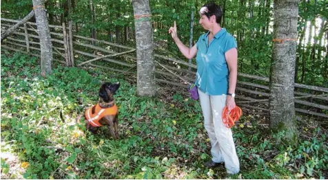 ?? Foto: Monika Leopold Miller ?? Hund Anno und Silvia Liedl von der Bayerische­n Landesanst­alt für Landwirtsc­haft machen sich auf die Suche nach dem gefürchtet­en Asiatische­n Laubholzbo­ckkäfer. In Schö nebach ist nach Jahren wieder eines der Insekten aufgetauch­t.