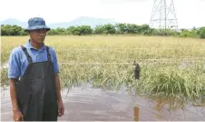  ?? Photo — Bernama ?? Makdin Umpong, a farmer who was to harvest his rice this week, was saddened by the calamity but he accepted it as something totally unexpected.