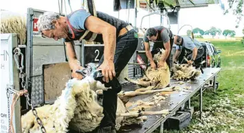  ?? Foto: Gertrud Adlassnig ?? Gearbeitet wird in Reihe, im Akkord – und in wenigen Minuten befreien Rainer Blümelhube­r und seine Scherer die Schafe auf dem Gut Unterwaldb­ach vom dicken Vlies.