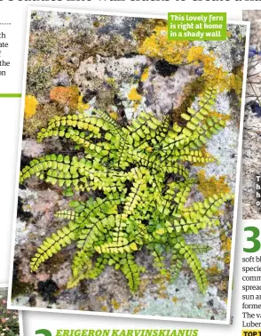  ??  ?? This lovely fern is right at home in a shady wall This free-flowering hardy bellflower has an RHS Award of Garden Merit