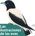  ??  ?? Las ilustracio­nes de las aves utilizadas en la campaña de comunicaci­ón del festival se crearon hace más de 150 años y provienen de los libros de John Gould, el ilustre naturalist­a y ornitólogo inglés.