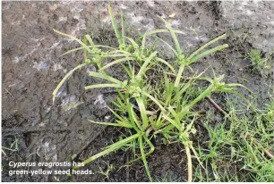  ??  ?? Cyperus eragrostis has green-yellow seed heads.