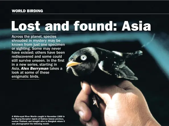  ??  ?? A White-eyed River Martin caught in November 1968 in the Bueng Boraphet region of Nakhon Sawan province, central Thailand, and brought alive to Bangkok where it was photograph­ed the following month.