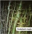  ?? ?? Snakebark maple