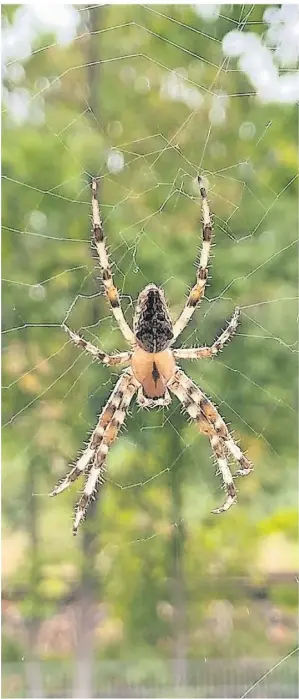  ?? FOTO: DIRK BOLZ ?? Die Nosferatu-Spinne, hier ein Exemplar in Grevenbroi­ch, wird derzeit immer häufiger in NRW gesichtet.