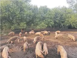  ??  ?? Cerdos. En el campo propio también tienen 50 chanchas madres.