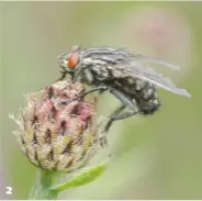  ??  ?? 2 Flesh Fly by MitchTuffi­l a fascinatin­g extreme close-up look at a very everyday subject makes it extraordin­ary and fascinatin­g