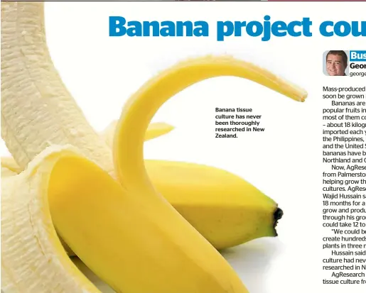  ??  ?? Banana tissue culture has never been thoroughly researched in New Zealand.