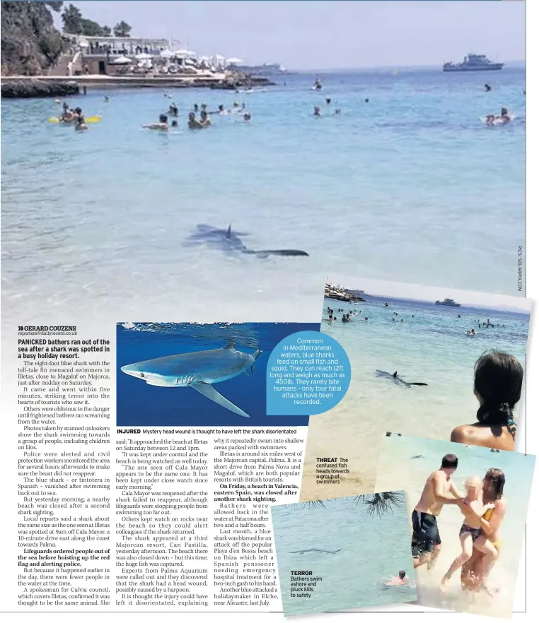  ??  ?? INJURED Mystery head wound is thought to have left the shark disorienta­ted THREAT The confused fish heads towards a group of swimmers TERROR Bathers swim ashore and pluck kids to safety