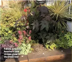  ??  ?? Fatsia, grasses, heuchera and ricinus glow in the front bed